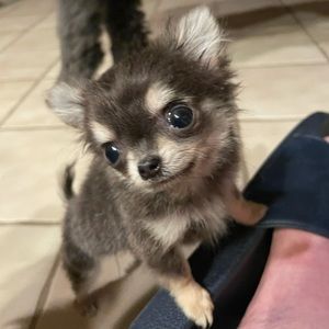 Meet your Posher, Shanon